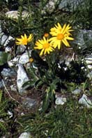 Arnica